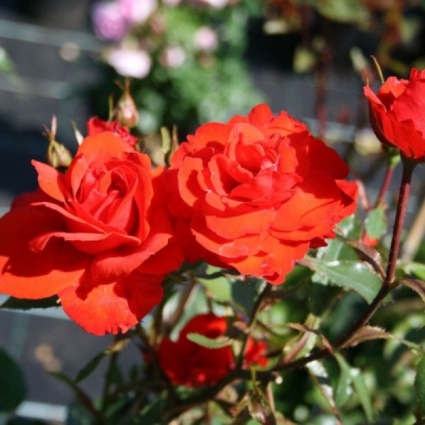 Основное изображение товара