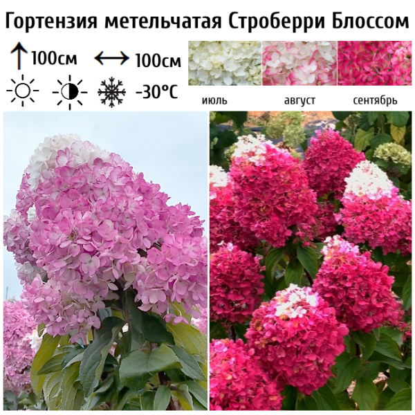 Основное изображение товара