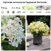 Гортензия метельчатая (Hydrangea paniculata) Гарденлайт Литтллайт Р9 СП/26