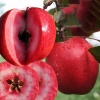 Яблоня красномясая Красная Вертмана (позднеосенний сорт) С3