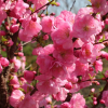 Миндаль трехлопастной (Prunus triloba) Розовый шар 175-200 С10 РГр/26