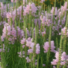 Физостегия виргинская (Physostegia virginiana) Розеа С2 ГлХ/26
