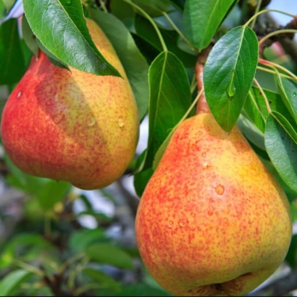 ГРУША “Памяти Яковлева”