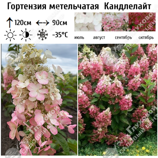 Гортензия метельчатая "Канделайт" на фото