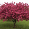 Яблоня (Malus) Роялти 200-250 С20 РСав/26