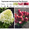 Гортензия метельчатая (Hydrangea paniculata) Ред Вельвет С3 РАст/26