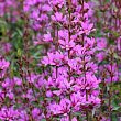 Дербенник прутовидный  Дропмор перпл