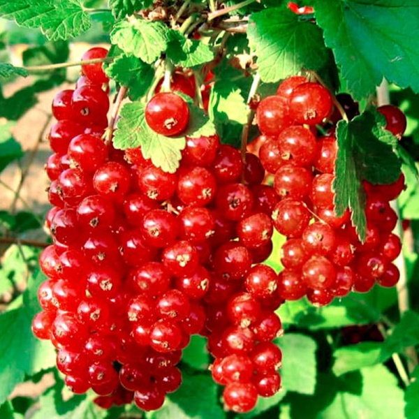 Основное изображение товара