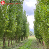 Тополь (Populus) Башкирский пирамидальный  80-100 С3 РСав/24