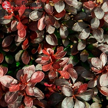 Основное изображение товара