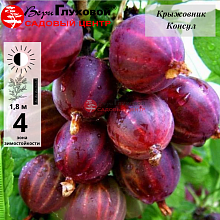 Крыжовник Консул (Сенатор) (среднего срока созревания)