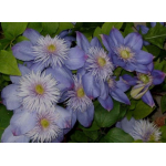  клематис Blue Light