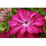 Клематис red passion